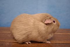 Frieslandshow-2025-kampioen-Cavia-Jan-Snijder-Gladhaar-Beige-kleindier-vereniging-PKV-Frisia-Dokkum-Holwerd