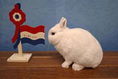 Frieslandshow-2025-kampioen-Konijnen-Ype-Kroodsma-Pool-Blauwoog-kleindier-vereniging-PKV-Frisia-Dokkum-Holwerd