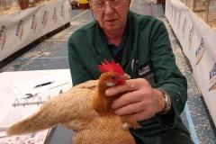 Frisia-Frieslandshow-2019-Kleindiervereniging-overzicht-hen-keuren-Fries-geelwitpel