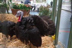 Frisia-Frieslandshow-2019-Kleindiervereniging-overzicht-kalkoen-2