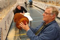 Frisia-Frieslandshow-2019-Kleindiervereniging-overzicht-kalkoen-3