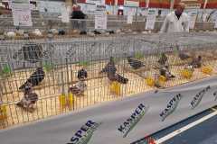 Frisia-Frieslandshow-2023-Kleindiervereniging-overzicht-3-duiven