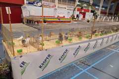 Frisia-Frieslandshow-2023-Kleindiervereniging-overzicht-duiven-4