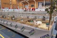 Frisia-Frieslandshow-2023-Kleindiervereniging-overzicht-konijnen-4