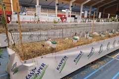 Frisia-Frieslandshow-2023-Kleindiervereniging-overzicht-konijnen-5