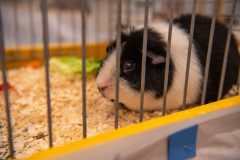 Frisia-Frieslandshow-2024-Kleindiervereniging-Holwert-cavia-2