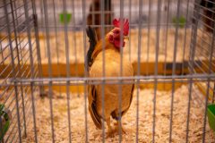 Frisia-Frieslandshow-2024-Kleindiervereniging-Holwert-kip