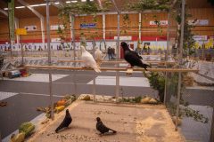 Frisia-Frieslandshow-2024-Kleindiervereniging-Holwert-overview-duiven