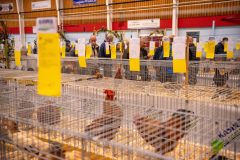 Frisia-Frieslandshow-2024-Kleindiervereniging-Holwert-overview-kaarten