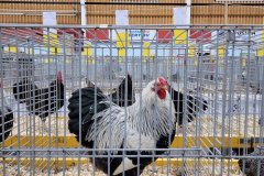 Frisia-Frieslandshow-2024-Kleindiervereniging-Wyandotte-kriel-haan-zilverpatrijs