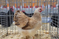 Frisia-Frieslandshow-2024-Kleindiervereniging-Wyandotte-kriel-hen-zalm