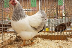 Frisia-Frieslandshow-Kleindiervereniging-Wyandotte-kriel-hen-Columbia
