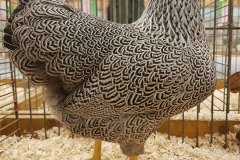 Frisia-Frieslandshow-Kleindiervereniging-Wyandotte-kriel-hen-zilverpatrijs