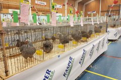 Frisia-Frieslandshow-Kleindiervereniging-overzicht