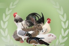 Kleindiervereniging-Frisia-Dokkum-Friesland-hoenders-duif-konijn-watervogels-cavia-kleur