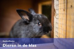 Frisia-kleindier-vereniging-dieren-in-de-klas-Friesland-Klyster