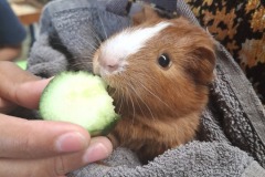 Frisia-Jongdierendag-2025-Cavia-keuring-winnaar