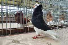 Jongdierendag-Kleindiervereniging-Frisia-14