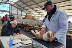 Frisia-kleindier-vereniging-Sijtze-Hansmashow-ALH-Damwald-11-03-2023-9