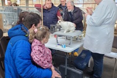 Sijtze-Hansma-Show-2025-ALH-kleindiervereniging-Frisia-3