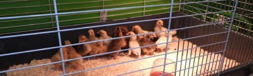 Dieren in de Klas & Klyster