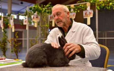 60ste editie van de Frieslandshow in Holwerd