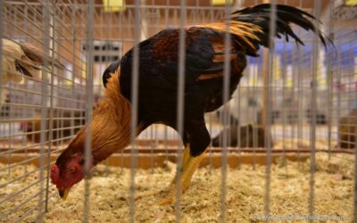 Veel kwaliteit op de 57ste Frieslandshow 2019