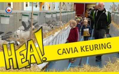 HEA! Cavia’s en konijnen voor de keuring