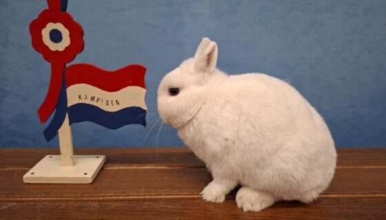 Stralende kampioenen op de 63e Frieslandshow in Holwerd