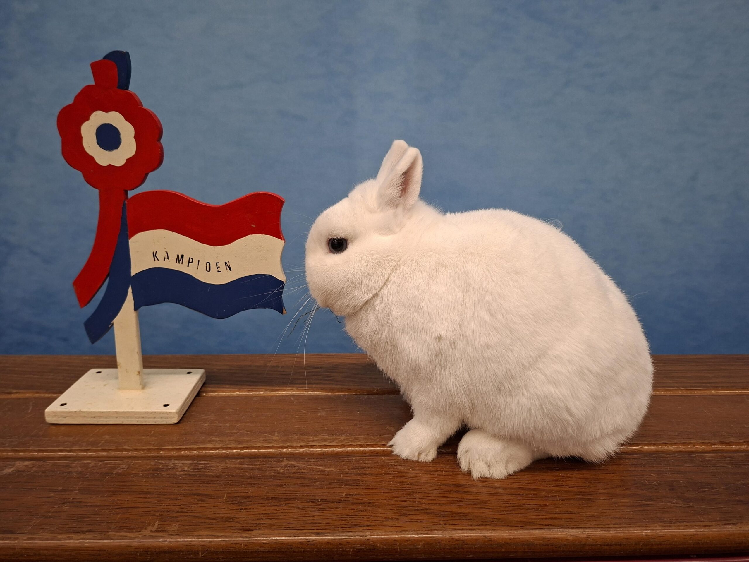 Frieslandshow 2025 kampioen Konijnen Ype Kroodsma Pool Blauwoog kleindier vereniging PKV Frisia Dokkum Holwerd