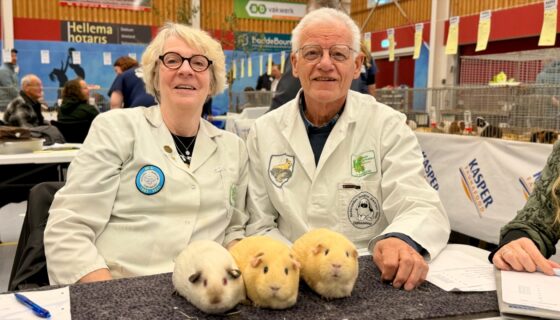 De Frieslandshow viert 64ste editie in Holwerd