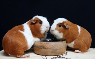 Doe mee aan de gezelligste knuffelkeuring voor cavia’s!