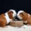 Doe mee aan de gezelligste knuffelkeuring voor cavia’s!
